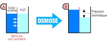 Schéma osmose