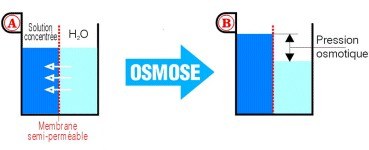 Schéma osmose
