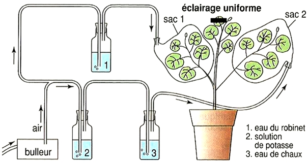 photosynthèse Pelargonium