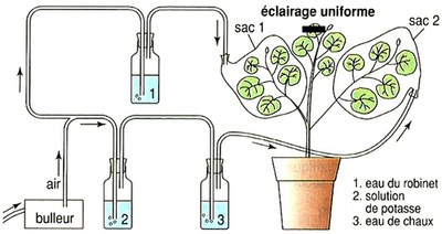 photosynthèse Pelargonium