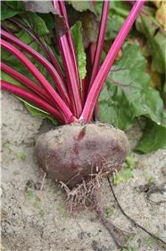 betterave
