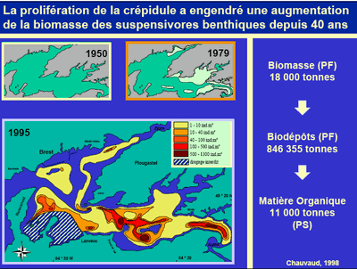 biomasse_crepidule_1995