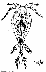 copepod.gif