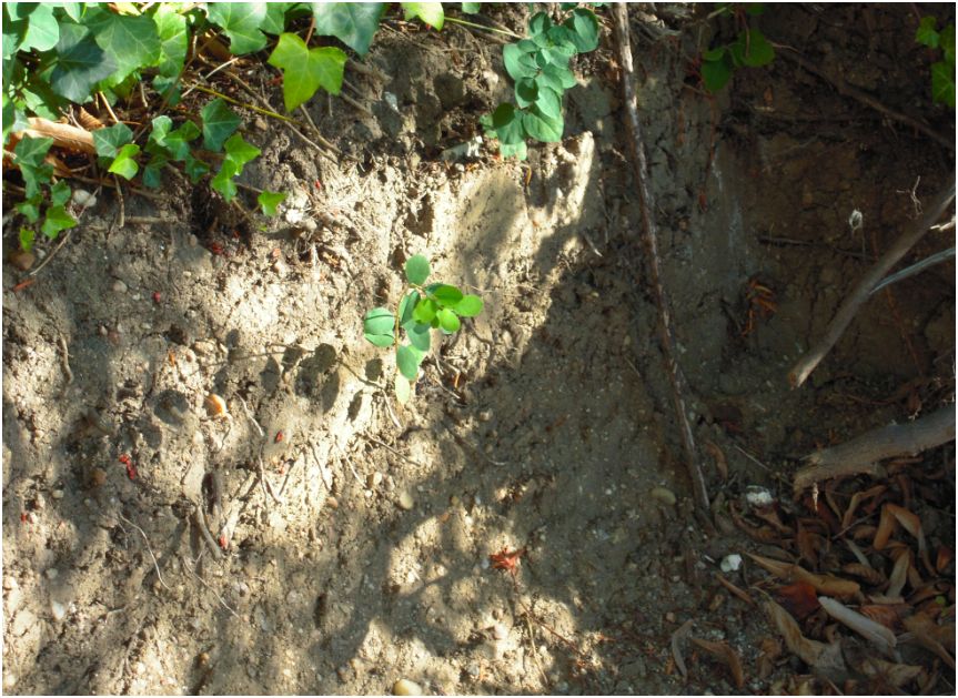 Couverture Holocène