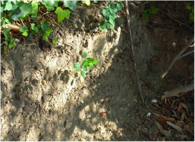 Couverture Holocène