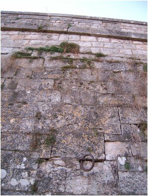 Levée, végétation