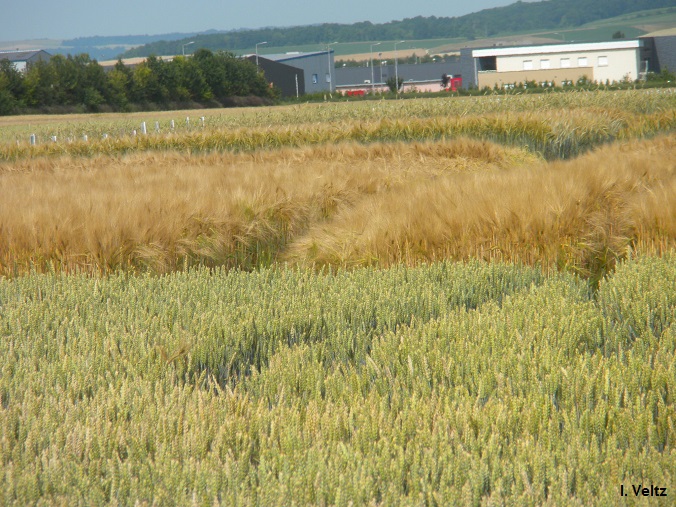 Céréales